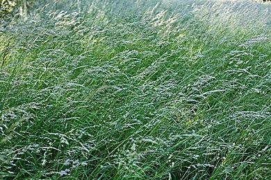 黑曜石表示《宣誓》将与《天外世界》一样长